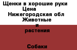 Щенки в хорошие руки › Цена ­ 500 - Нижегородская обл. Животные и растения » Собаки   